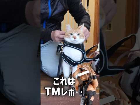 父の不器用さについに文句言い出した猫 #元野良猫チャチャ #ネコ #ねこ #猫武将 #猫 #cat #チャチャ