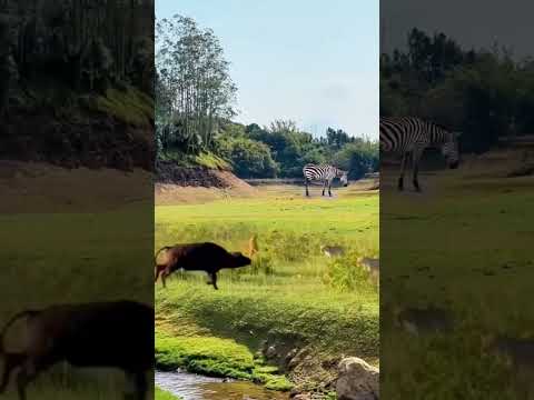 Bison step forward and pick up lions and wild animals at zero distance