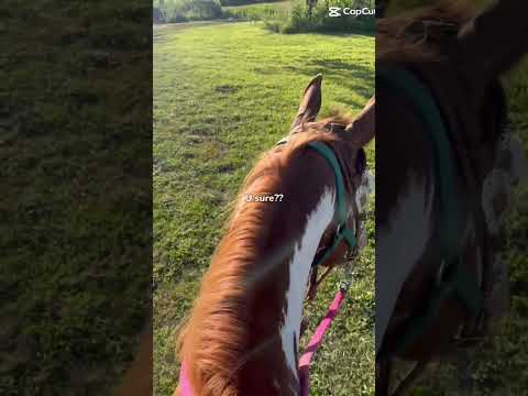 #horse #equestrianjourney #horseenthusiast #stopanimalabuse #horsefan #pony