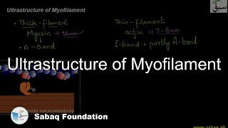 Ultrastructure of Myofilament