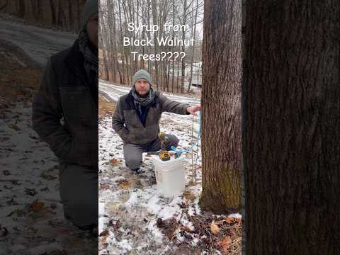 Black walnut syrup #blackwalnut #maplesyrup #homesteading #homestead #diy