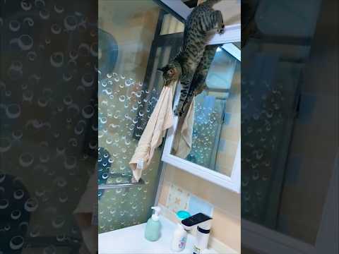 Anyone else's cat have a strange obsession with towels? 😅  #catification #worldcatday #pallascat