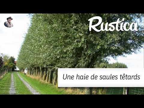 Une haie de saules têtards