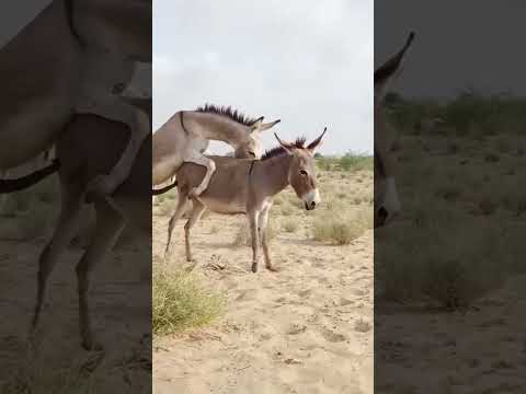 #animals #anmals #catfunny #donkey #catvideos #travel #camel #comedy #viral #viralshorts #shorts