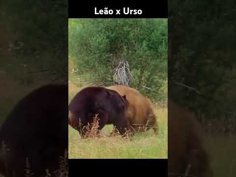 Duelo na Índia: Leão asiático vs. Urso negro asiático