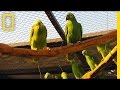 Wildlife Trafficking and Conservation