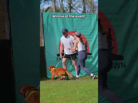 I wasn’t expecting THAT 🥹 #australiancattledog #cattledog #redheeler #k9superwall