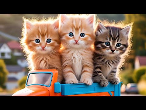 Lagu Anak Kucing Meong Meong Lucu | Lagu Anak-Anak Ceria dan Menggemaskan,