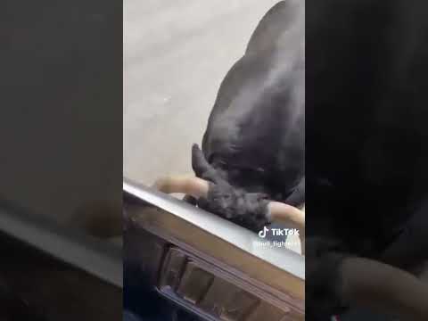 Who needs a guard dog with cattle like this #youtubeshorts #farming #cattle #danger
