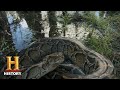 Invasive Burmese Pythons in the Florida Everglades