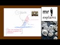 Ecological Competition Concepts