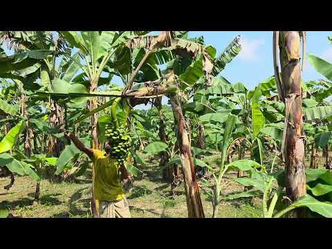 Funny video 🌴🍌banana harvest (Ep-140).