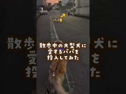 大型犬と子供のふれあいと癒しの瞬間｜ゴールデンレトリバーの魅力 サムネイル