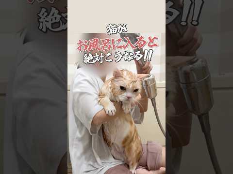 #猫のいる暮らし #猫好きさんと繋がりたい #cat #ねこ #猫 #子猫 #猫動画 #猫のいる生活