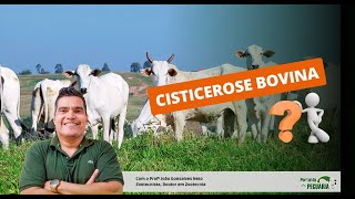 Qual a importância da cisticercose bovina ?