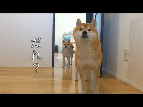 この日、柴犬は何度も玄関へ向かいました