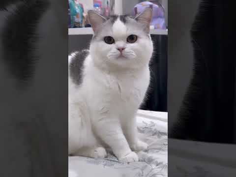Cat: Don't touch me!#kitten #cat #foryou #funnycat #catsoftiktok #catlover #fyp