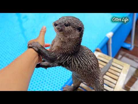 あの巨大プールをプレゼントしたら、またもやテンションがおかしくなったカワウソがこちらです Funny Otter vs. Giant Pool: My went CRAZY!