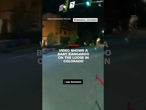 Video shows a baby kangaroo on the loose in Colorado