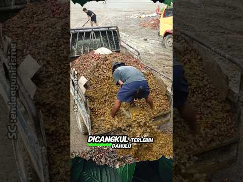 Brondolan Sawit sudah tidak Berbentuk Lagi #shorts #buah #sawit