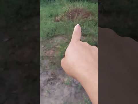 #nasceu pintinhos gente 😁