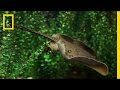 Manta Rays: Ocean's Graceful Giants