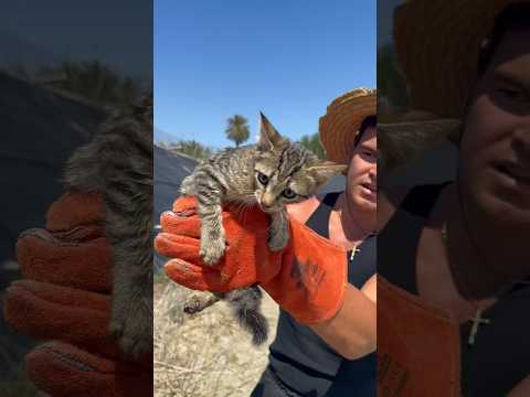 Estos gatos tuvieron mucha suerte… #animales #rescate #gatos #shorts #viral