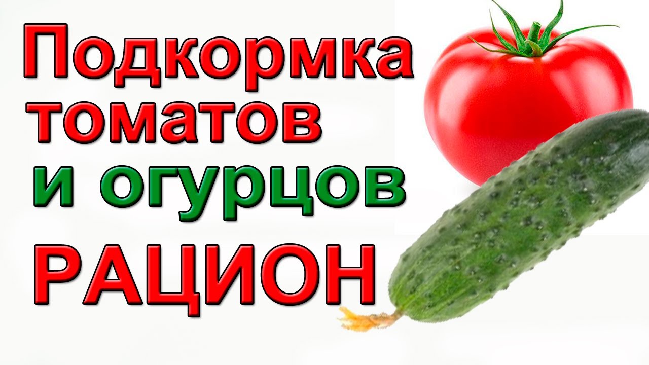Чем и когда подкормить томаты и огурцы подробная инструкция