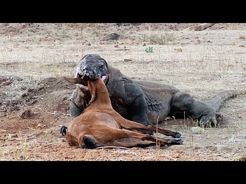 Aggressive Komodo Dragon