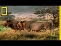 Lion Conservation and Critter Cam Exploration