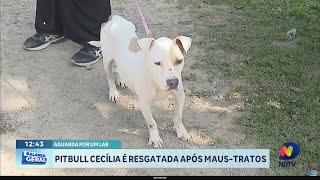 Pitbull Cecília é resgatada após maus-tratos e recebe novos cuidados