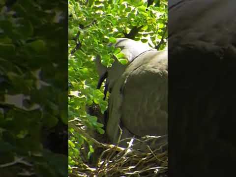 Cute Dove Babies in the Nest | Peaceful Moments (p 1) #shorts