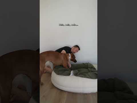 Ist das das dreckigste Hundekörbchen der Welt?