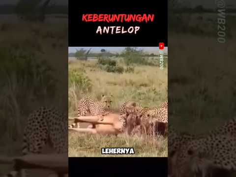 Awalnya Tak Berdaya, Tapi Lihat Kelanjutannya #cheetah #antelope #hyena #animals #wildlife
