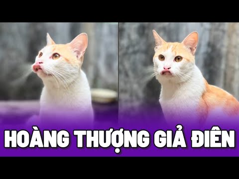 Khi loài Mèo giả điên như diễn viên chuyên nghiệp 😂