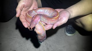 ヌタウナギのたこ焼き
