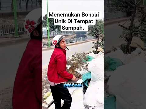 Bonsai Ini Di Buang Pemiliknya #bonsai #reaction #shorts