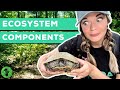 Ecosystem Interactions and Energy Flow