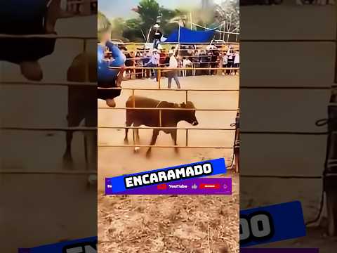🐂🆚👳‍♂️ Toro vs Cerote patas arriba | #esemajeengasado #lacarpetadelosvrgzos #humor #shorts