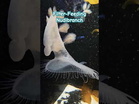 A pelagic, filter-feeding nudibranch at Birch Aqua 