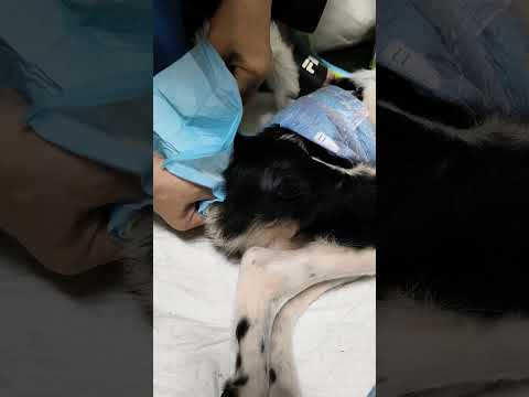 癱瘓的狗狗無論年輕或是年長的，尤其車禍撞傷的幾乎都無法自行排便，須幫牠們擠大小便，剛開始狗狗都會不習慣，一定要戴頭套，避免回頭咬人，以策安全，慢慢習慣後就會配合的很好，排便順暢，擠尿順利，狗狗也舒服