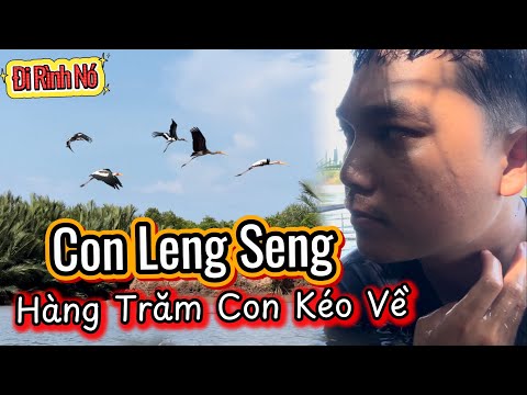Một Mình Lén Lúc Đi Rình Xem Bầy Len Seng Hoang Dã Hàng Trăm Con Từ Đâu Kéo Về Và Cái Kết Không Ngờ