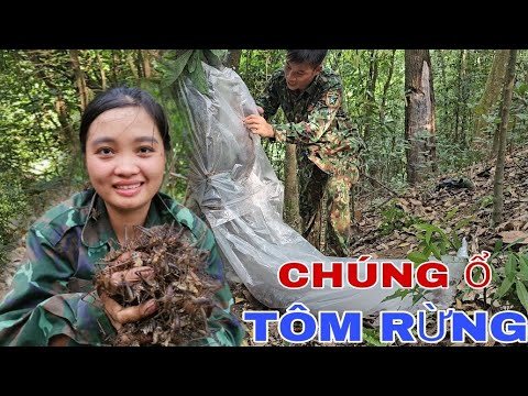 ĐI TÌM MẬT ONG HOANG DÃ, BẮT GẶP CHÚNG Ổ TÔM RỪNG TRONG HỐC CÂY
