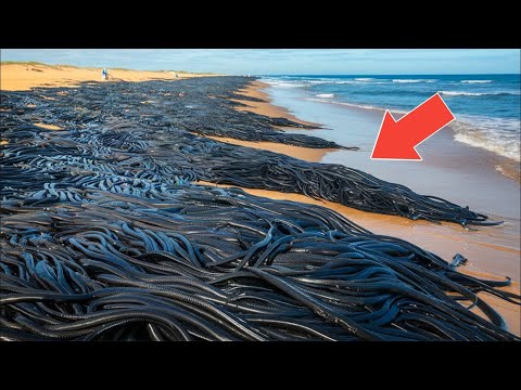 Ce qu'ils ont trouvé sur cette plage a choqué tout le monde !