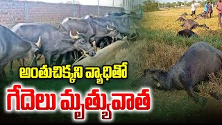 అంతుచిక్కని వ్యాధితో గేదెలు మృ*త్యువాత | East Godavari Incident | ABN Telugu