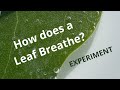 Photosynthesis Experiment Analysis