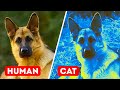 Animal Vision Characteristics and Abilities