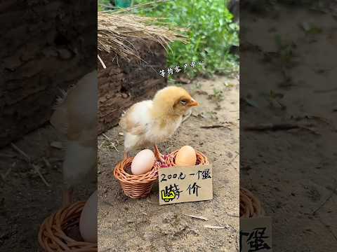 😂🥚 مهمة تشينكي في سوق البيض! صفقة بـ٢٠٠ ولمسة مضحكة! 🐦🔥