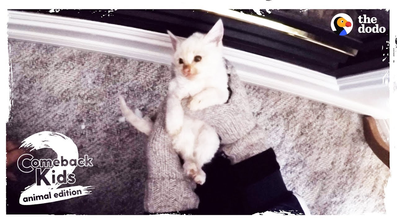 Frozen Kitten Brought Back To Life by Family UPDATE Comeback Kids S02E04