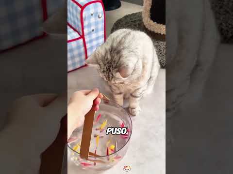 Estos gatos se enamoraron de la cama de agua. #cat #shorts